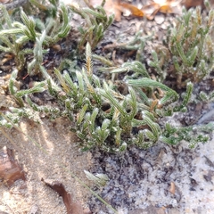 Selaginella acanthonota