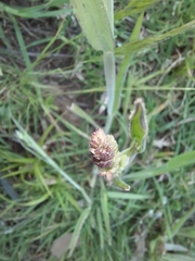 Holcus lanatus