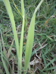 Holcus lanatus