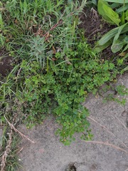 Medicago polymorpha