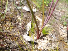 Thelymitra pallidifructus