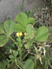 Medicago polymorpha