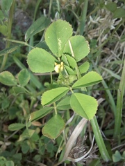 Medicago polymorpha
