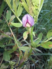 Vicia sativa
