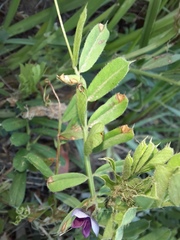 Vicia sativa