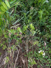 Vicia sativa