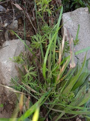 Geranium dissectum