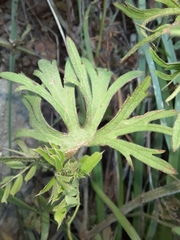 Geranium dissectum