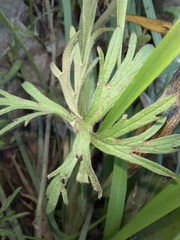 Geranium dissectum