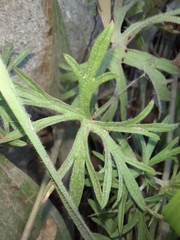 Geranium dissectum