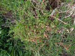 Lysimachia arvensis