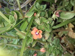 Lysimachia arvensis
