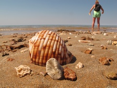 Tonna variegata