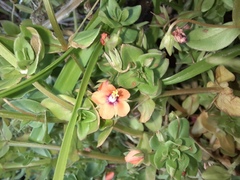 Lysimachia arvensis