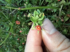 Lysimachia arvensis