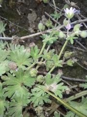 Geranium molle