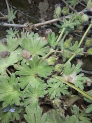 Geranium molle