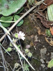 Geranium molle