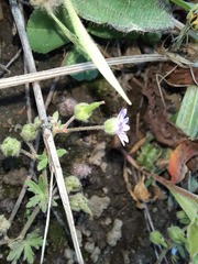 Geranium molle