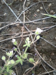 Geranium molle