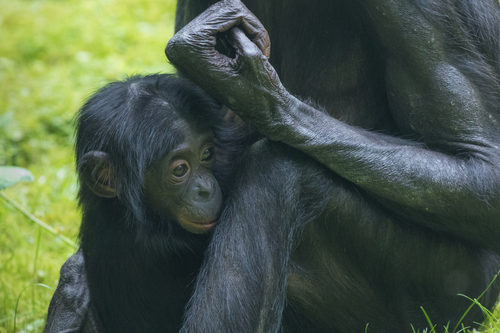 Bonobo, photo 9 of 9