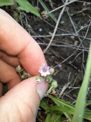 Geranium molle