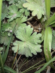 Geranium molle