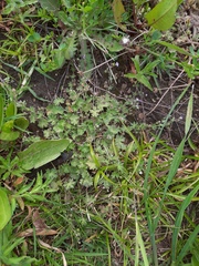 Geranium molle