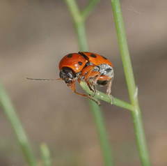 Cryptocephalus kokanda