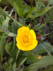 Ranunculus repens