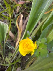 Ranunculus repens