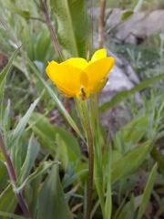Ranunculus repens