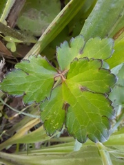 Ranunculus repens