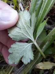 Ranunculus repens