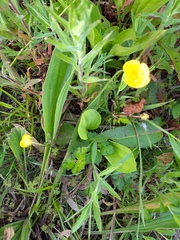 Ranunculus repens