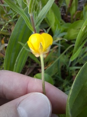 Ranunculus repens