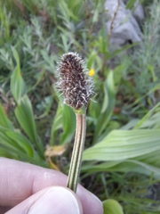 Plantago lanceolata