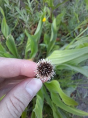 Plantago lanceolata