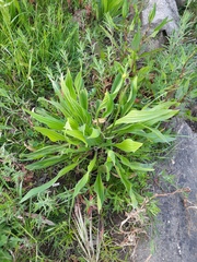 Plantago lanceolata