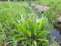 Plantago lanceolata
