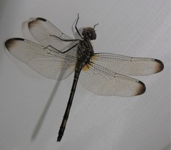 Dythemis sterilis