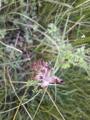 Fumaria bastardii