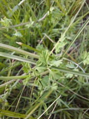 Fumaria bastardii