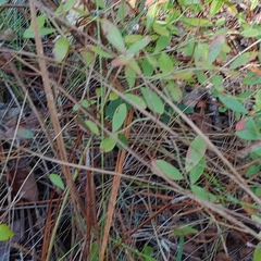 Vaccinium formosum
