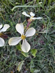 Raphanus raphanistrum