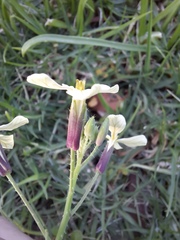 Raphanus raphanistrum