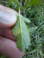 Raphanus raphanistrum