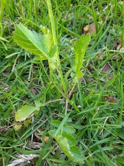 Raphanus raphanistrum