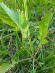 Raphanus raphanistrum