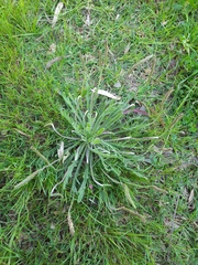 Plantago coronopus